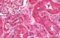 GAPDH Antibody (C-Terminus)